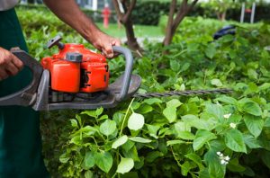 hedge_trimming_573x379