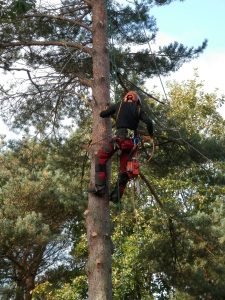 tree-surgeon-1766111_1920