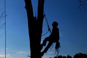 tree-service-1059484_1280