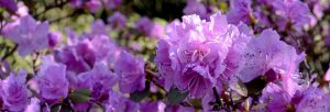 rhododendron-2146967_1920