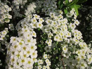 spiraea-846488_1920