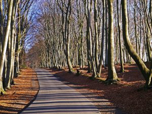 teutoburg-forest-1882718_1920