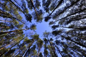 forests-sky-foliage-from-the-bottom-of-the-62301