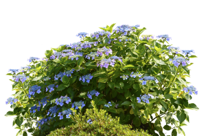 hydrangeas-2763639_1920