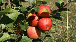 fruit-tree-440942_1920