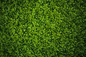 green-hedge-leaves-5770