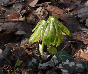 may-apple-plant-emerging-2203146_1920