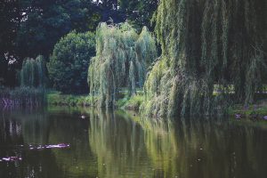 nature-water-garden-trees