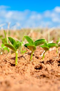 soybeans-1543076_1920