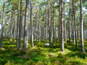 forest-272595_1920